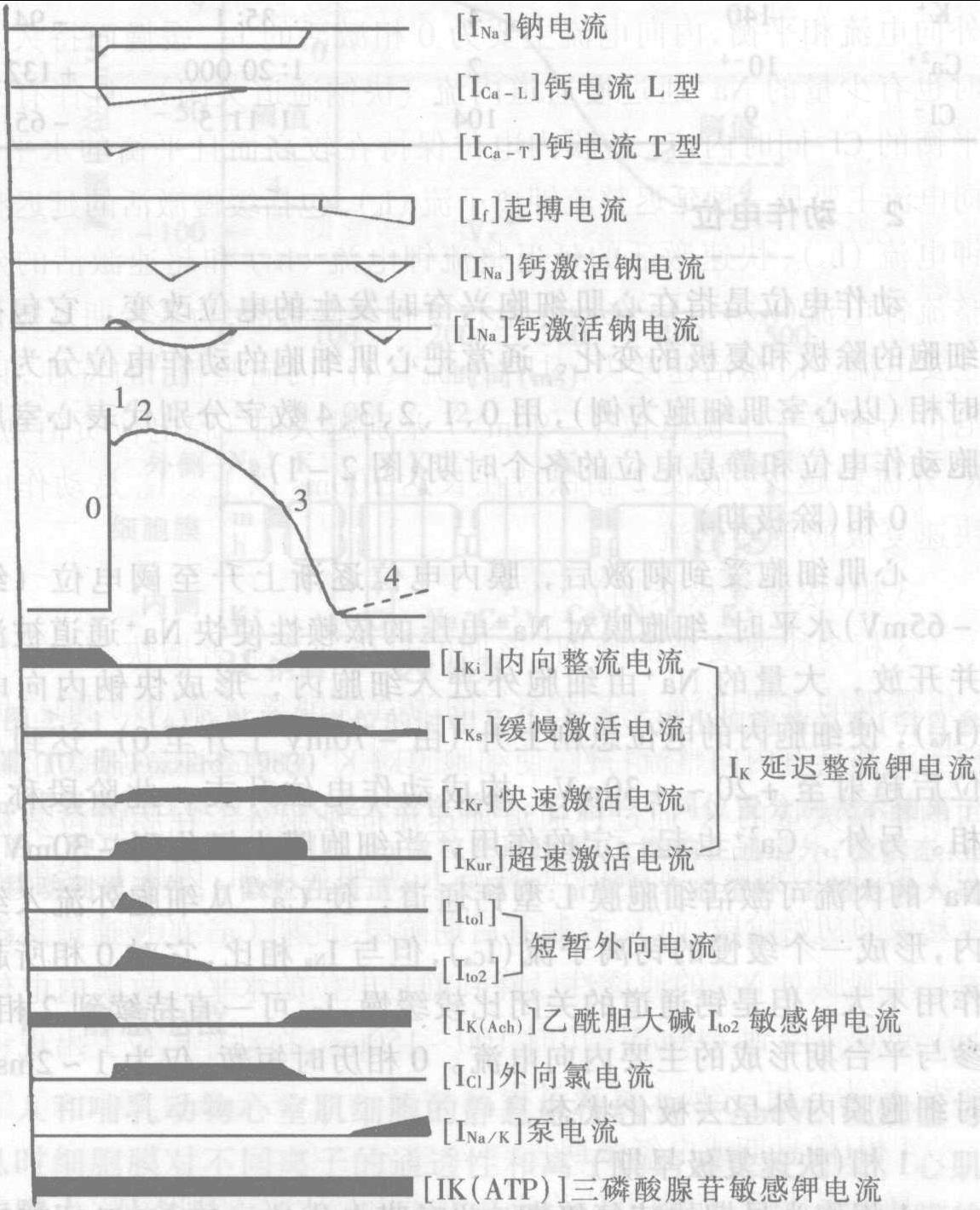 一 心肌细胞的生物电现象